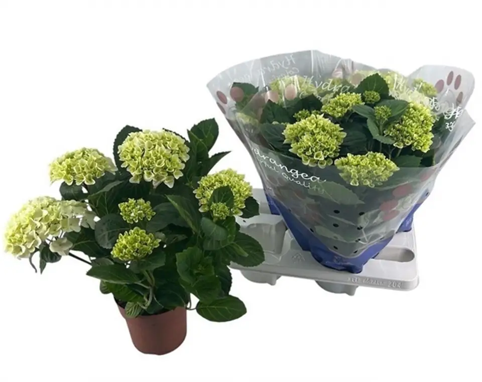 Хортензия D14 H40 - Hydrangea mac Hi White Sun - Image 2