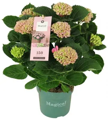 Хортензия D14 H40 - Hydrangea Magical Revolution Pink