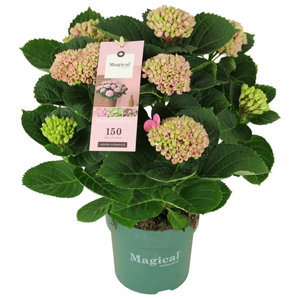 Хортензия D14 H40 - Hydrangea Magical Revolution Pink