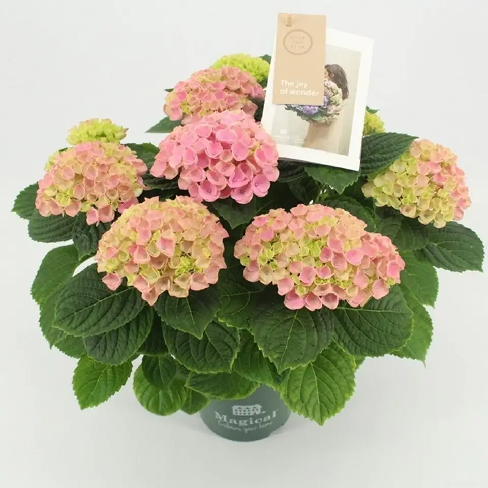 Хортензия D14 H40 - Hydrangea Magical Revolution Pink - Image 3