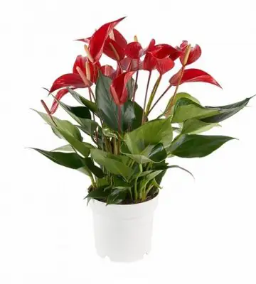 Антуриум D14 H50 - Anthurium Banderola Roja