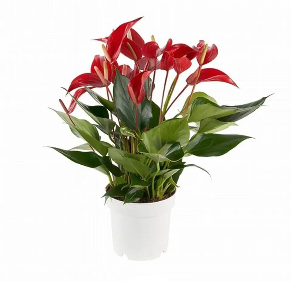 Антуриум D14 H50 - Anthurium Banderola Roja