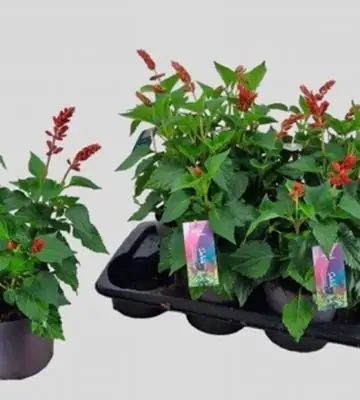 Салвия D17 H60 - Salvia Salgoon Lake Flamingo