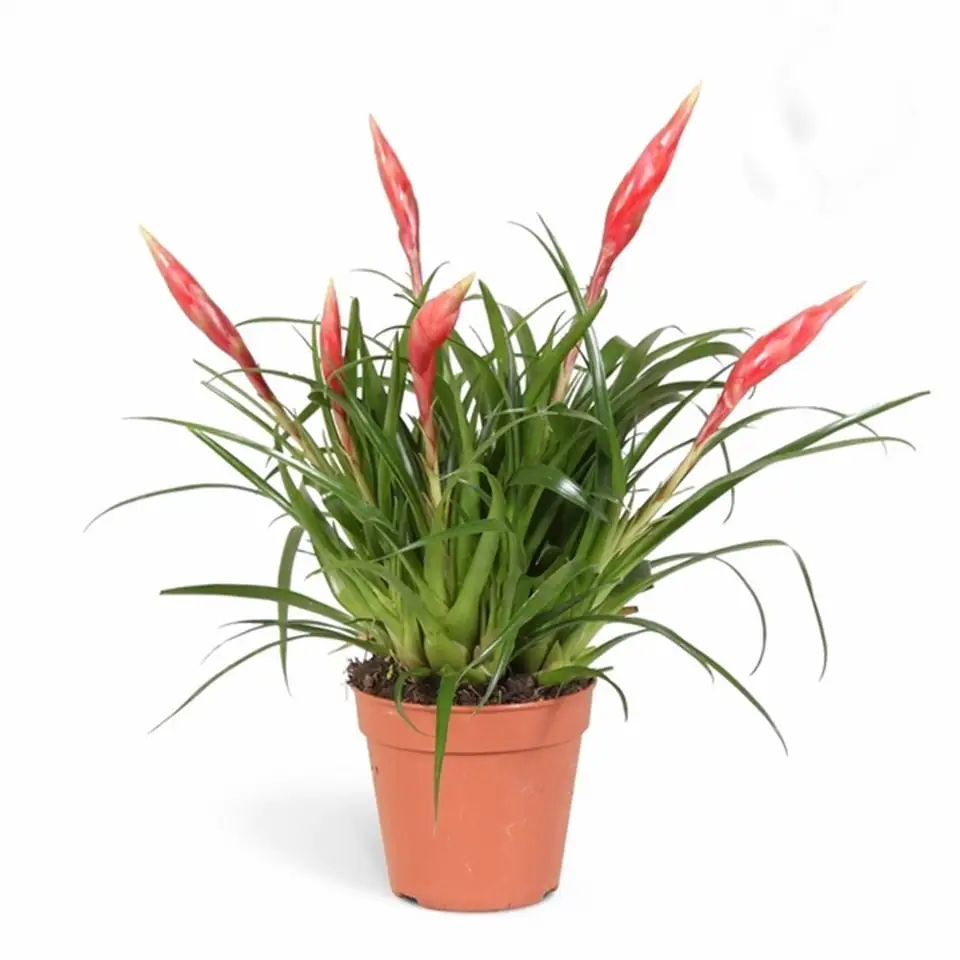 Вризея D12 H45 - Vriesea Astrid