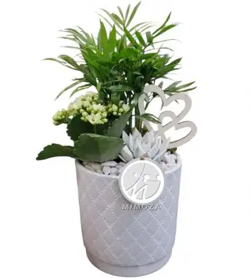 Аранжировка D13 H35 - Plant arrangement
