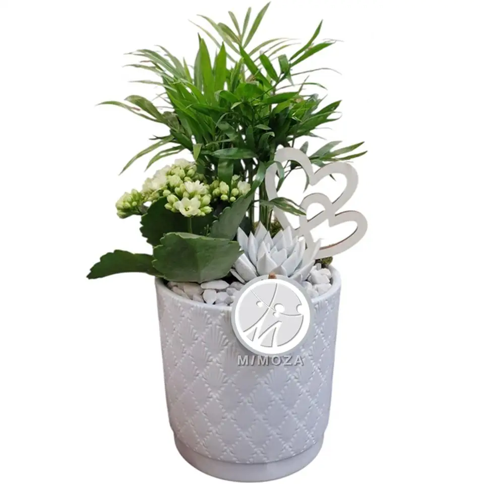 Аранжировка D13 H35 - Plant arrangement