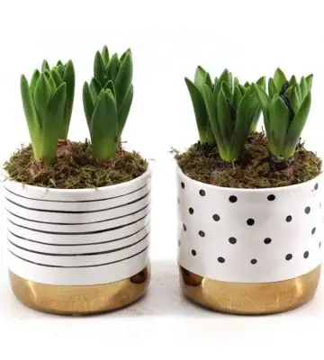 Зюмбюли в керамична кашпа D14 H20 - Hyacinth arrangement