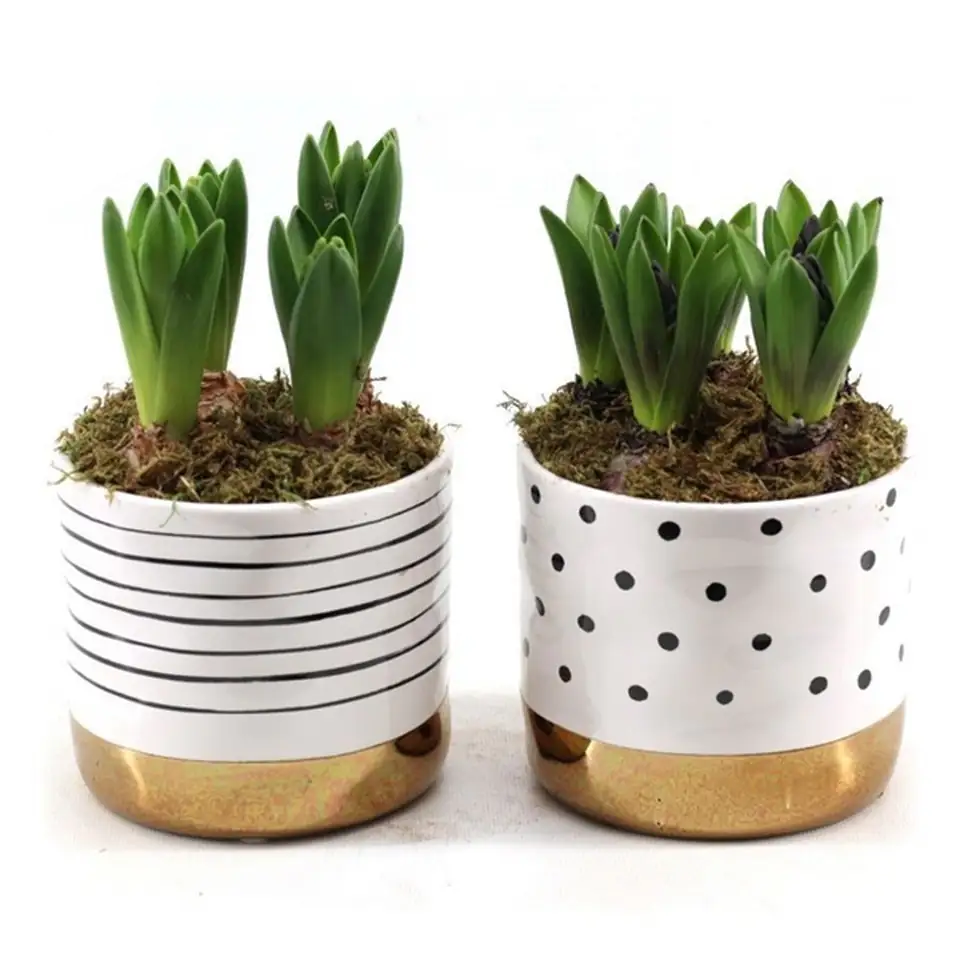 Зюмбюли в керамична кашпа D14 H20 - Hyacinth arrangement