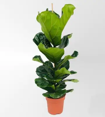 Фикус D21 H95 - Ficus Lyrata