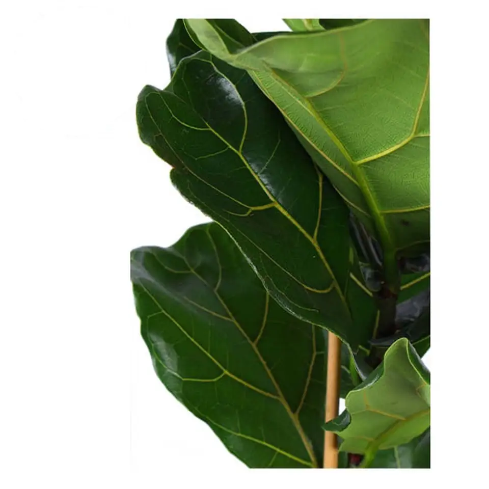 Фикус D21 H95 - Ficus Lyrata - Image 2