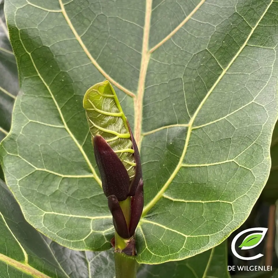 Фикус D21 H95 - Ficus Lyrata - Image 3