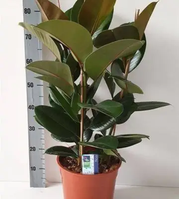 Фикус D27 H85 - Ficus Elastica Robusta 3pp
