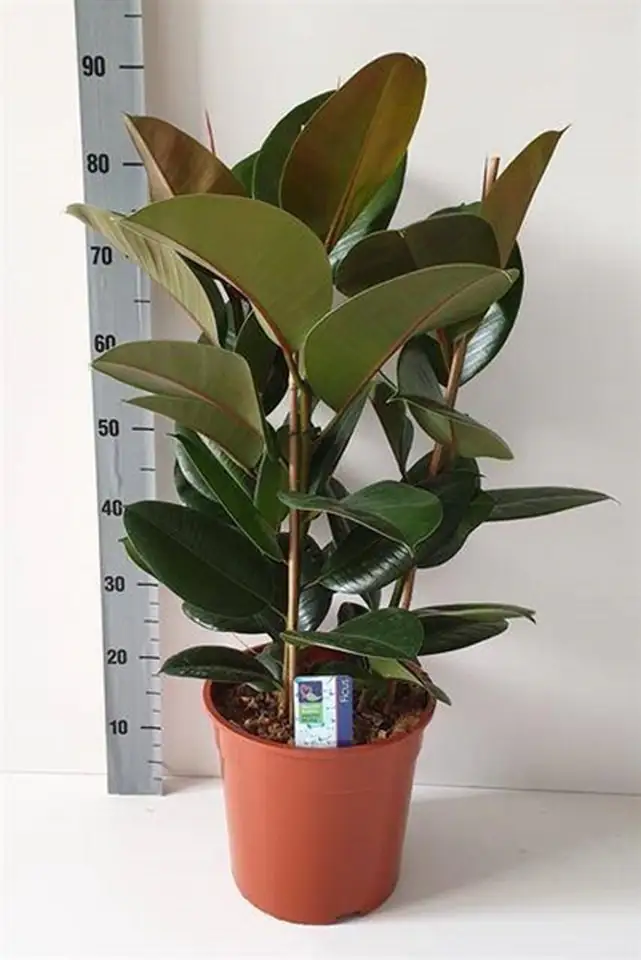 Фикус D27 H85 - Ficus Elastica Robusta 3pp