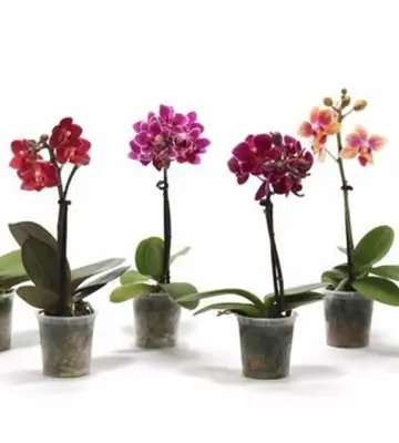Орхидея D6 H17 - Phalaenopsis MF Tiny Doll