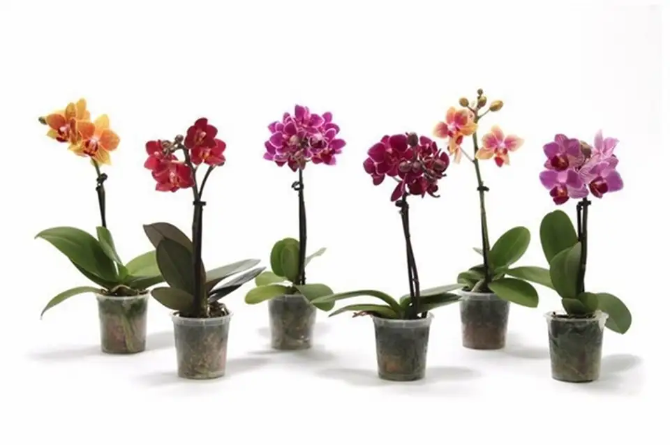 Орхидея D6 H17 - Phalaenopsis MF Tiny Doll