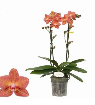 Орхидея D12 H45 - Phalaenopsis MF Exclusivo Eos