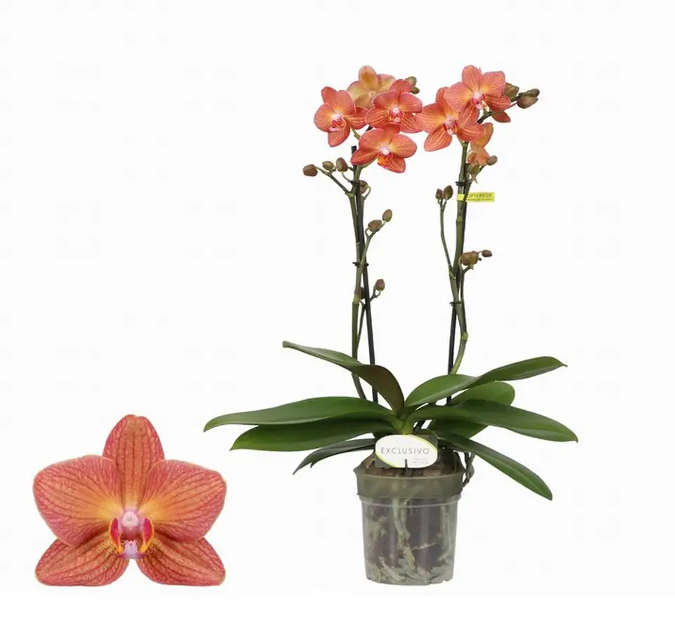 Орхидея D12 H45 - Phalaenopsis MF Exclusivo Eos