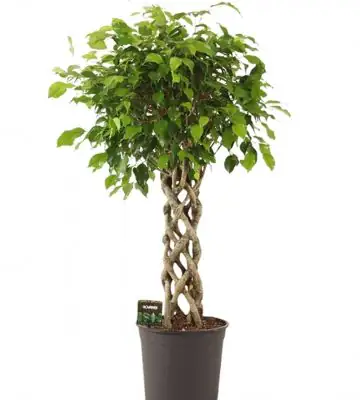 Фикус D30 H140 - Ficus Exotica Koker