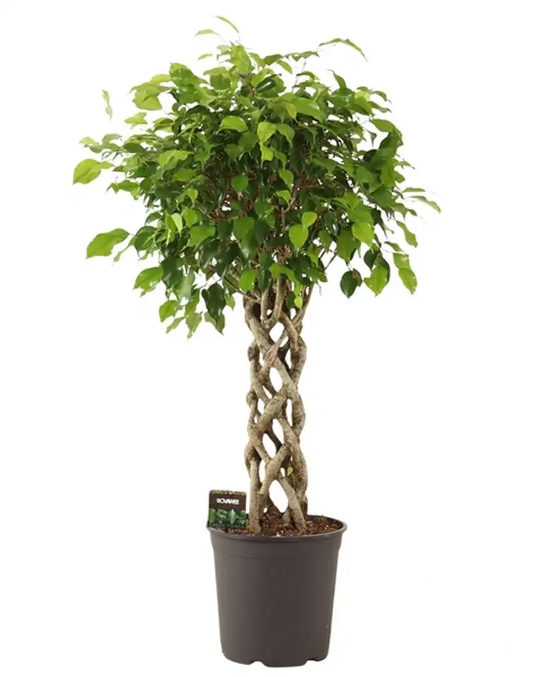 Фикус D30 H140 - Ficus Exotica Koker