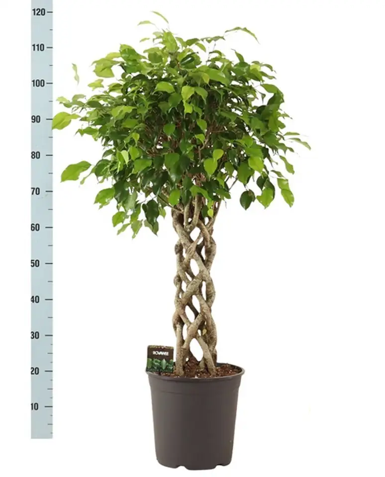Фикус D30 H140 - Ficus Exotica Koker - Image 2
