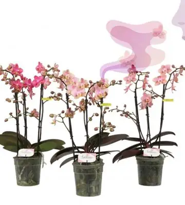 Орхидея ароматна D12 H35 - Phalaenopsis MF Aromio