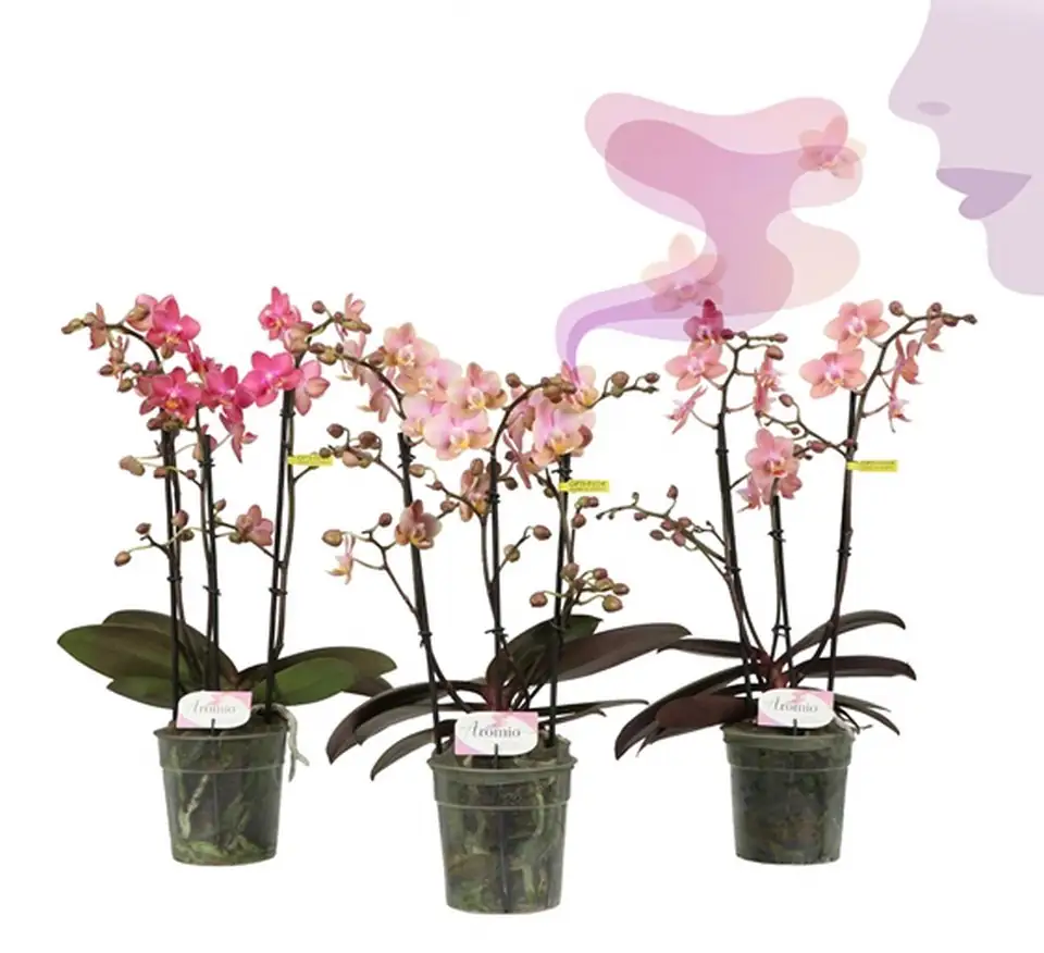 Орхидея ароматна D12 H35 - Phalaenopsis MF Aromio