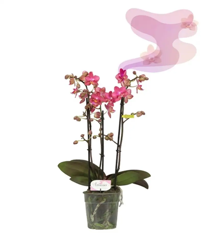 Орхидея ароматна D12 H35 - Phalaenopsis MF Aromio - Image 3