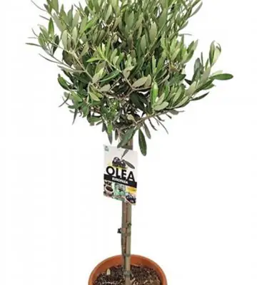 Маслиново дърво D17 H75 - Olea Europaea