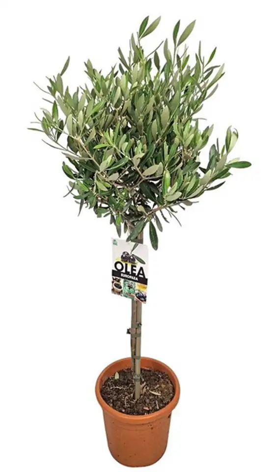 Маслиново дърво D17 H75 - Olea Europaea