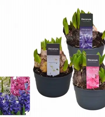 Зюмбюли 10.5/15 - Hyacinth or MF mix