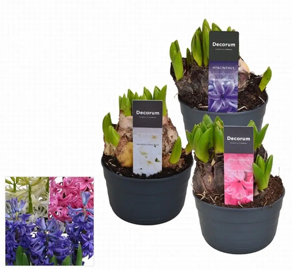 Зюмбюли 10.5/15 - Hyacinth or MF mix