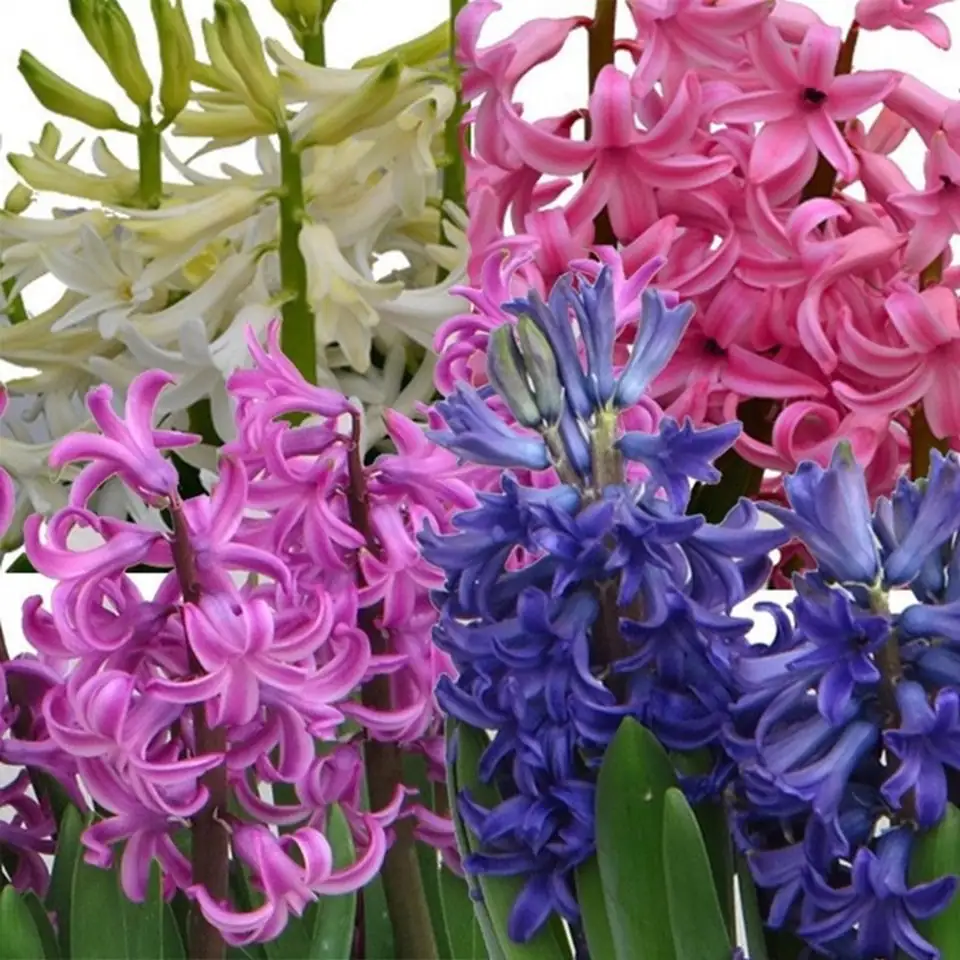 Зюмбюли 10.5/15 - Hyacinth or MF mix - Image 2