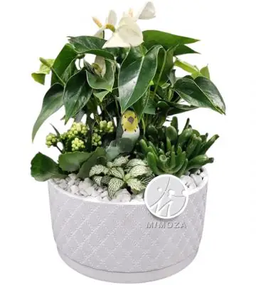 Аранжировка D22 H42 - Plant arrangement