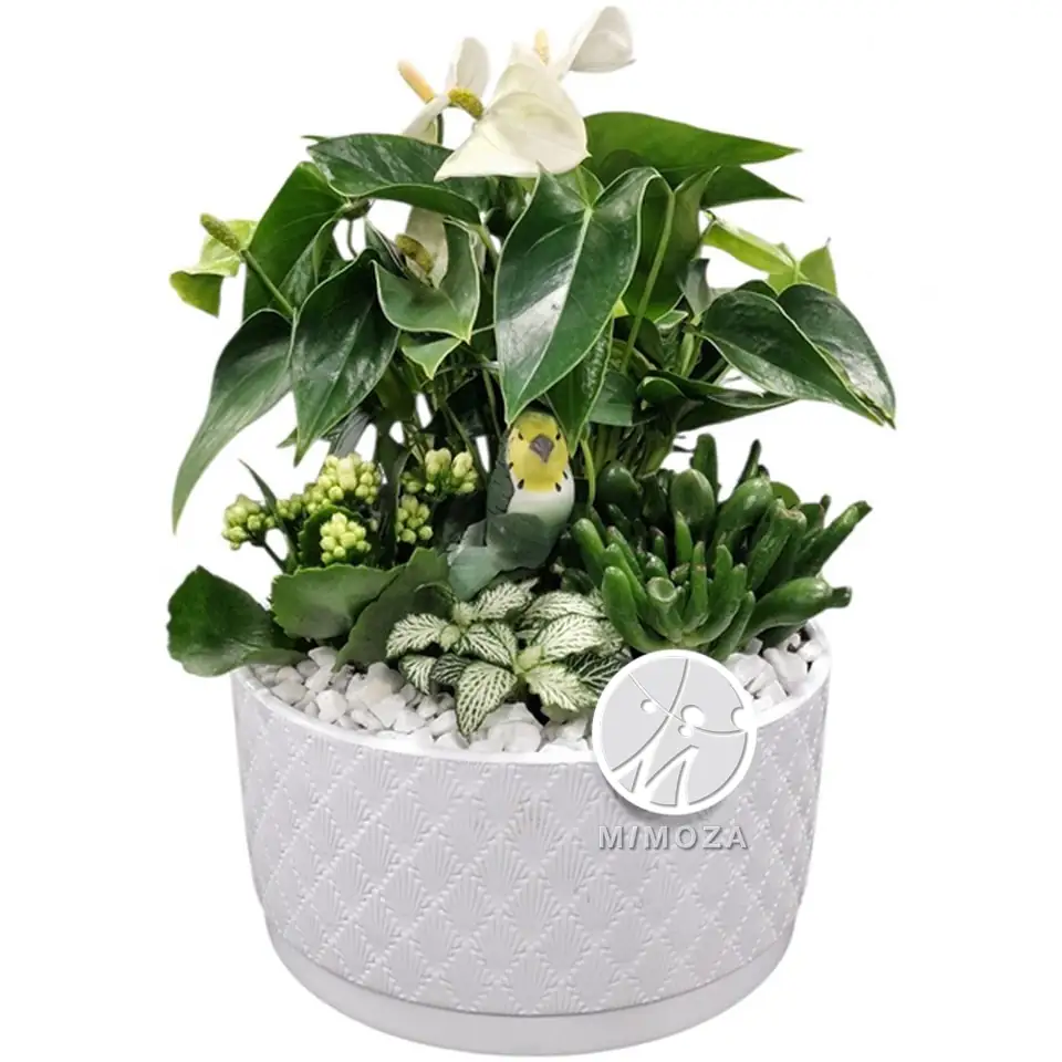 Аранжировка D22 H42 - Plant arrangement