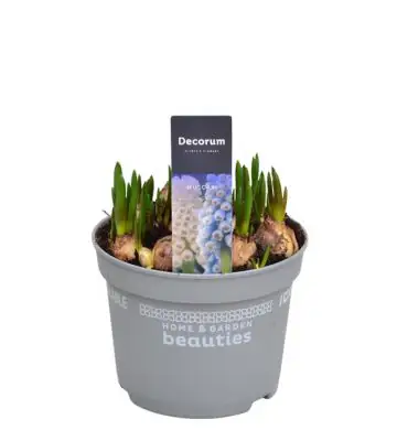 Мускари D12 H15 - Muscari Blue/White Magic mix
