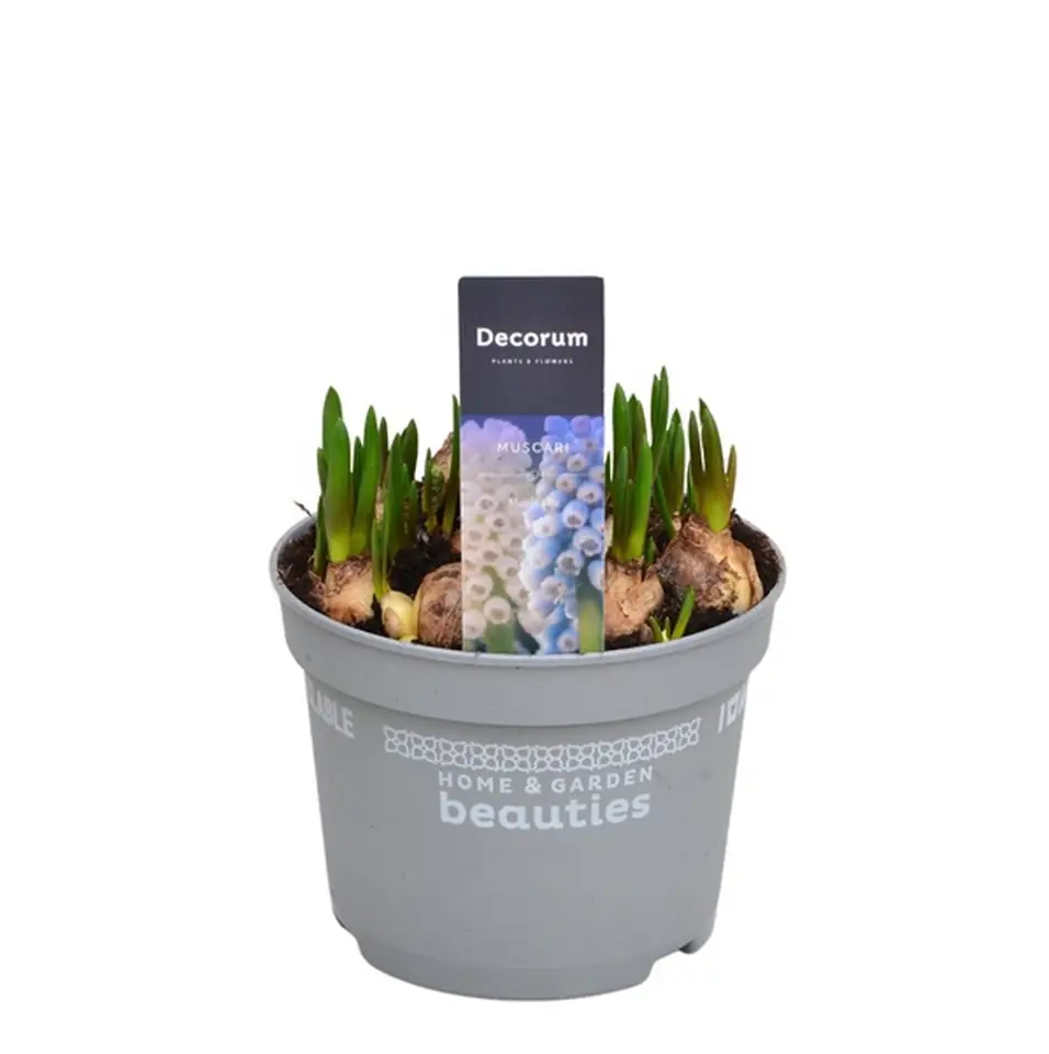 Мускари D12 H15 - Muscari Blue/White Magic mix