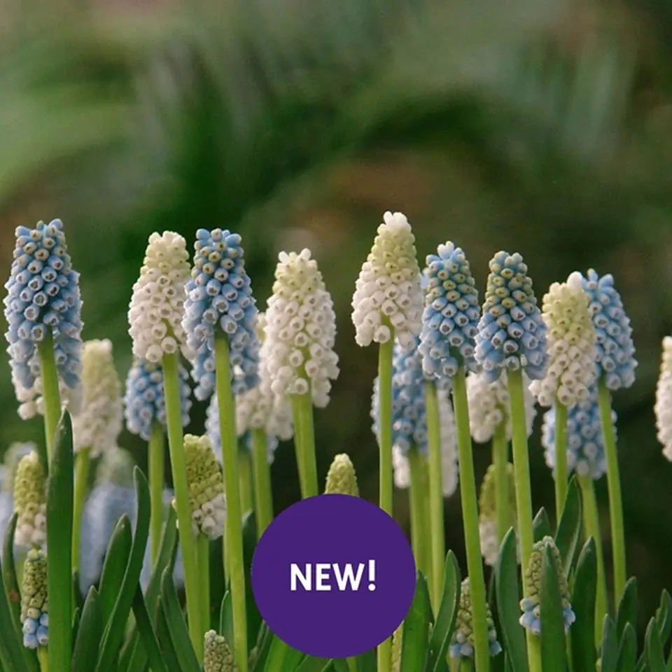 Мускари D12 H15 - Muscari Blue/White Magic mix - Image 2