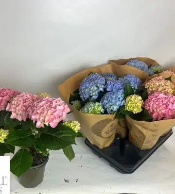 Хортензия D13 H35 - Hydrangea mac mix