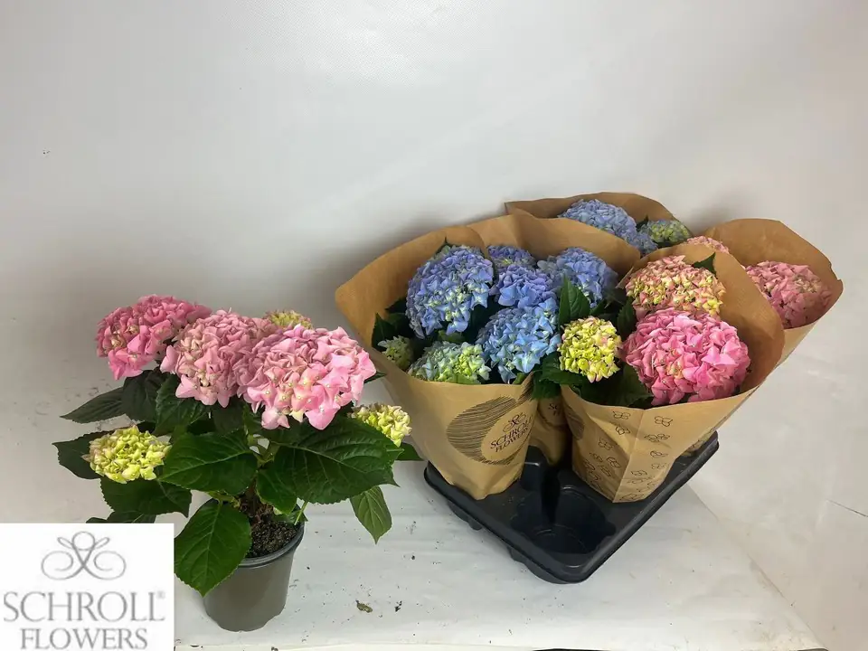 Хортензия D13 H35 - Hydrangea mac mix