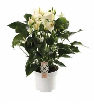 Антуриум D17 H60 - Anthurium White Champion