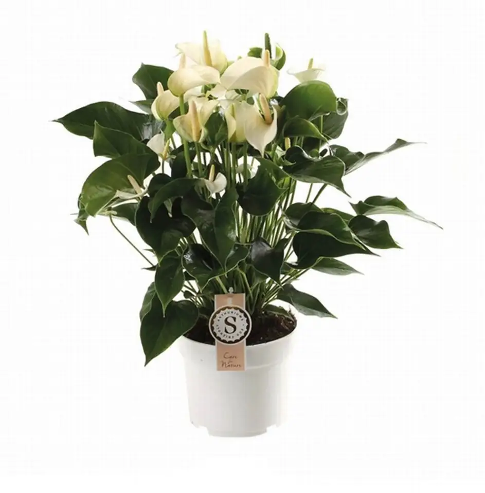 Антуриум D17 H60 - Anthurium White Champion