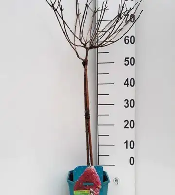 Хортензия на ствол D21 H110 - Hydrangea Petit mix