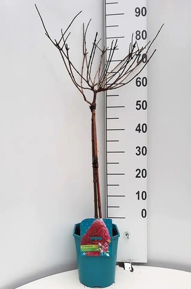 Хортензия на ствол D21 H110 - Hydrangea Petit mix