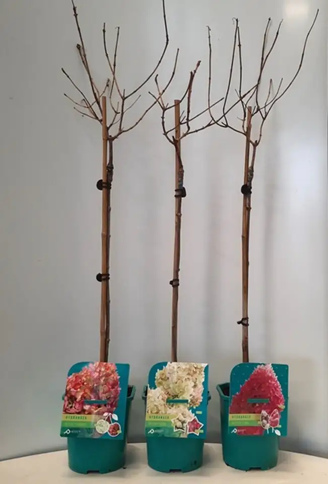 Хортензия на ствол D21 H110 - Hydrangea Petit mix - Image 2