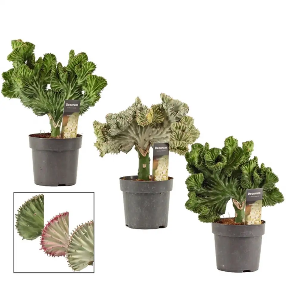 Еуфорбия D14 H35 - Euphorbia Lactea