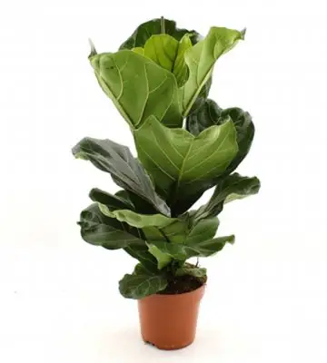 Фикус D17 H70 - Ficus Lyrata