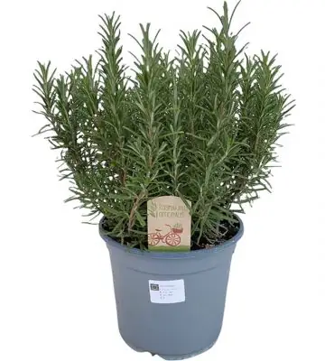 Розмарин D18 H40 - Rosmarinus Officinalis