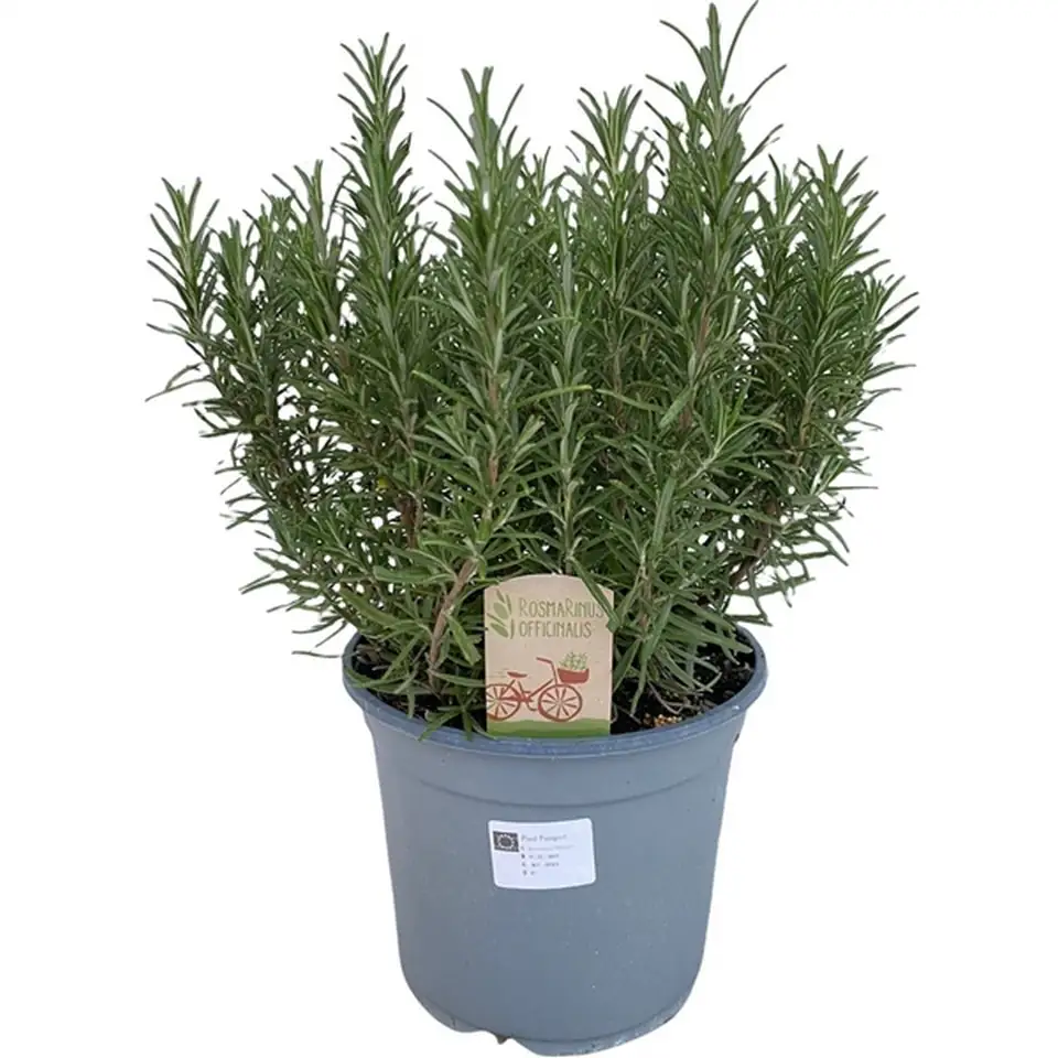 Розмарин D18 H40 - Rosmarinus Officinalis