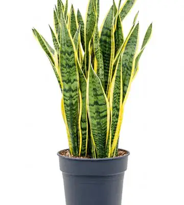 Сансевиера D27 H70 - Sanseviera Laurentii
