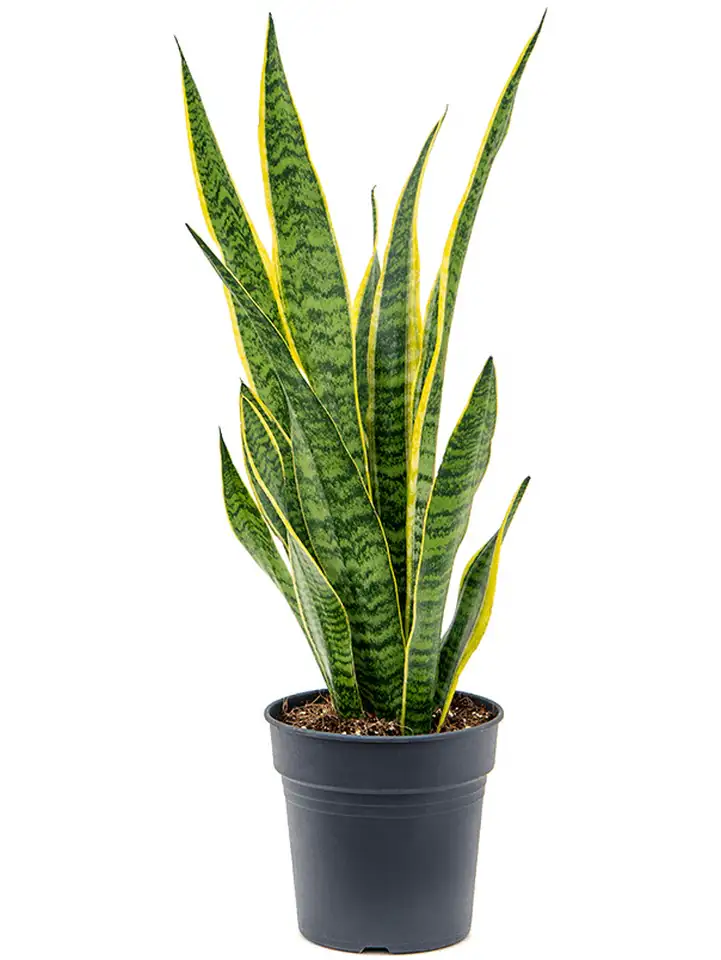 Сансевиера D19 H65 - Sansevieria Laurentii